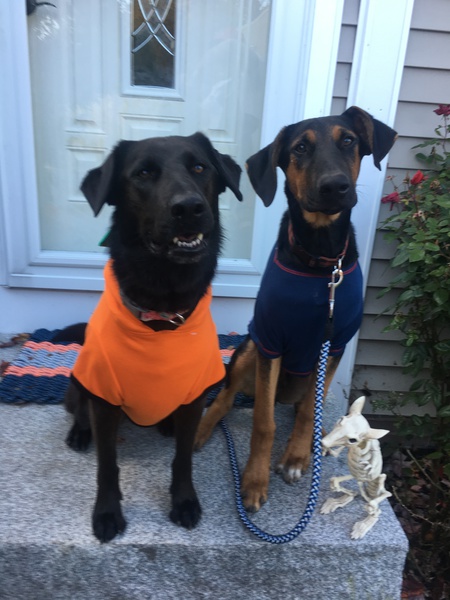 Entry image for Izzy and Clyde. Clicking this image will show a larger photo