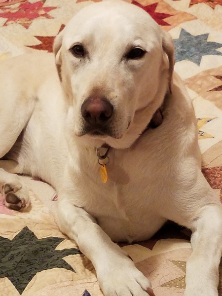 Entry image for Greta. Clicking this image will show a larger photo