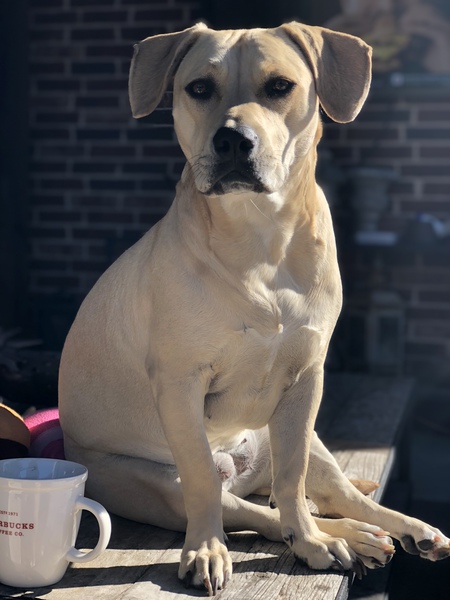 Entry image for Daisy. Clicking this image will show a larger photo
