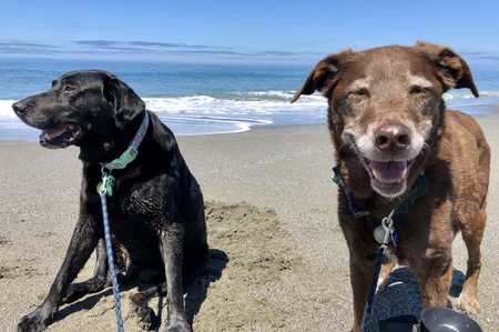 Entry image for Kylo and Denver . Clicking this image will show a larger photo