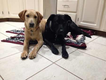 Entry image for Benji & Cooper. Clicking this image will show a larger photo