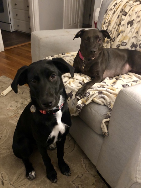 Entry image for Tessie & Luna . Clicking this image will show a larger photo