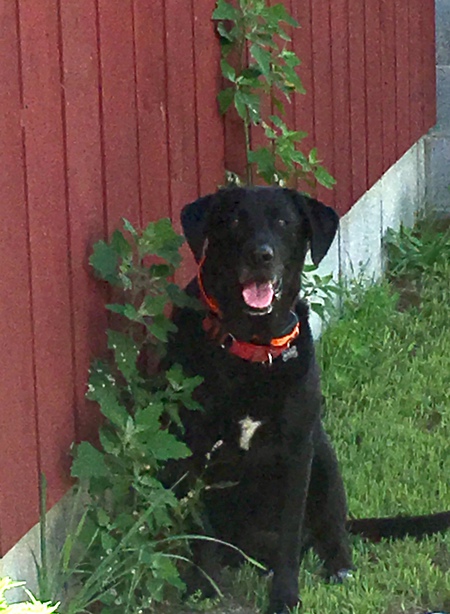 Entry image for Betty. Clicking this image will show a larger photo