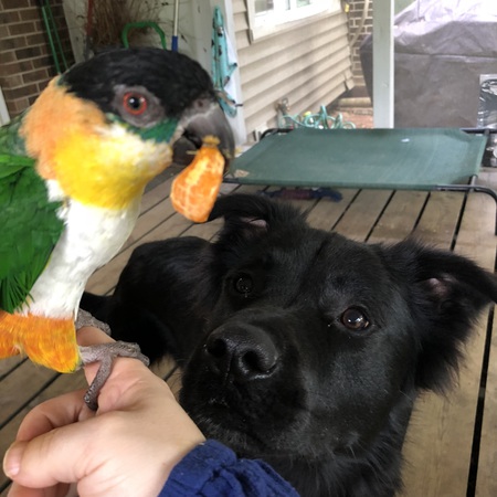 Entry image for Fozzie. Clicking this image will show a larger photo