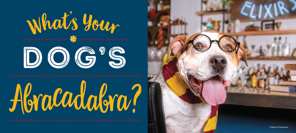 Banner for What's Your Dog's Abracadabra?