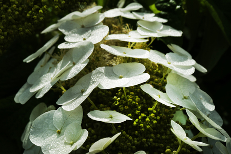 Morning Dew on Oak Leaf Hydrangea
