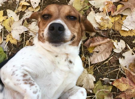 Dixie 