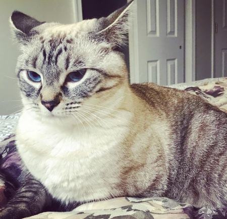 Bella 
