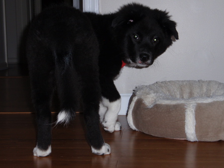 Sofie