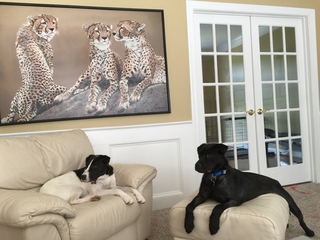 Oreo & Hershey
