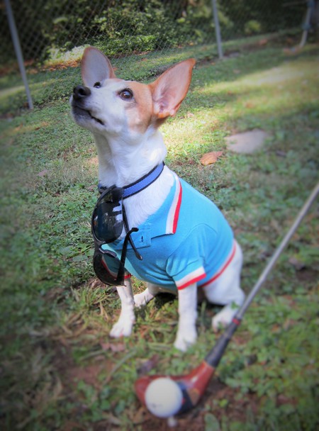 Belle is striking a pose for the JRT Fall Classic