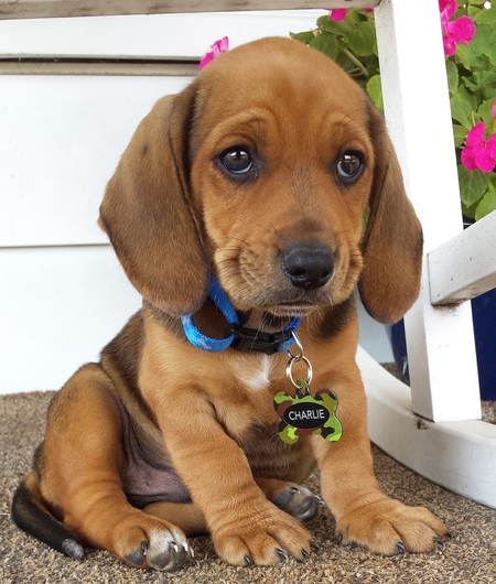 Charlie