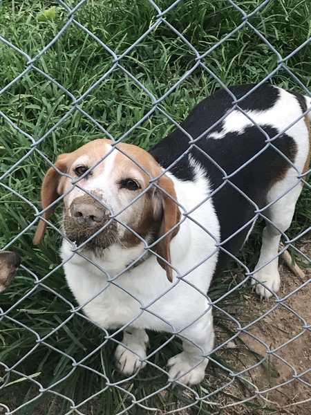 Rufus