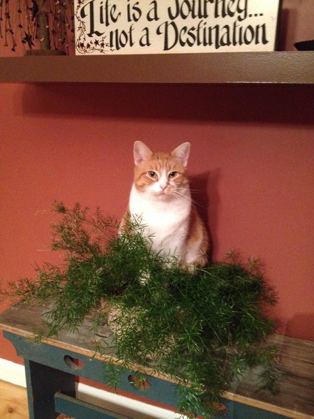 Peaches