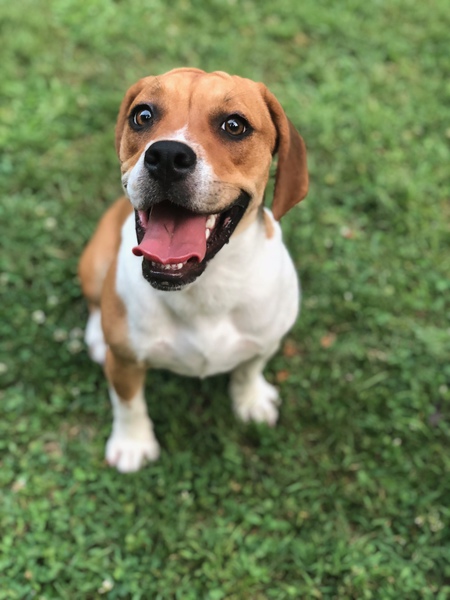 Bella 