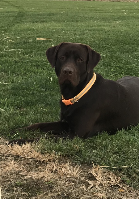 Roscoe