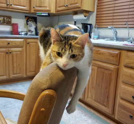 Snickers
