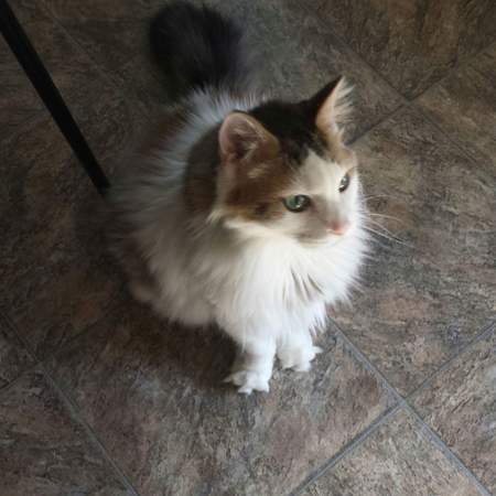 Gizmo