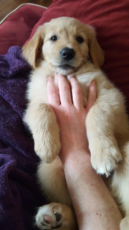 Scout Kelly