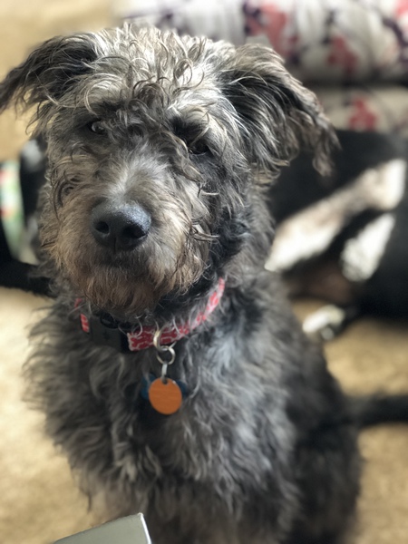 Duke