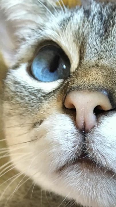 Mitten