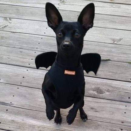 Phoebe (Devil Dog)