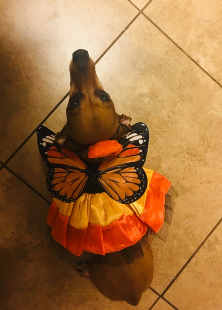 Bella 