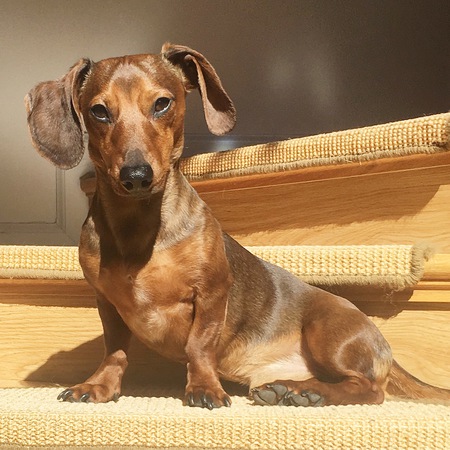 Bodhi