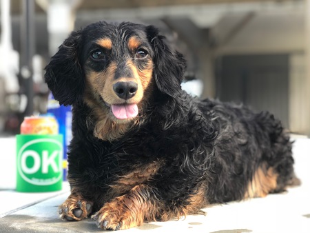Ranger Adams after a swim
