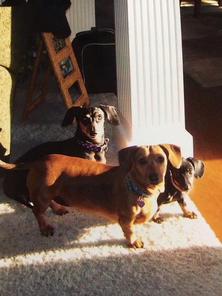 Lizzie, Sadie and Mollie