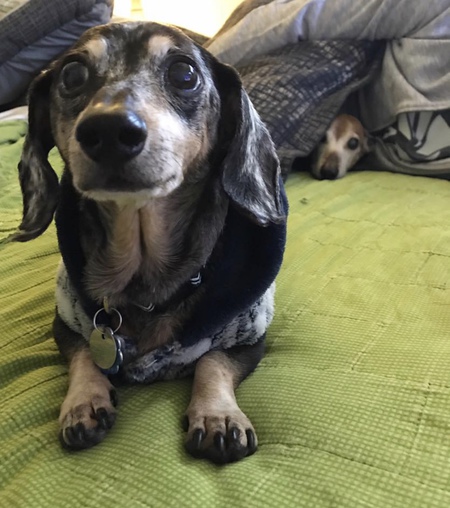 Loki and Dudley 