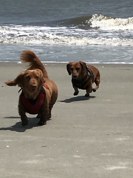 Mishka and Spencer