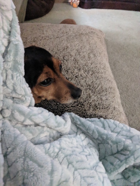 Maximus'