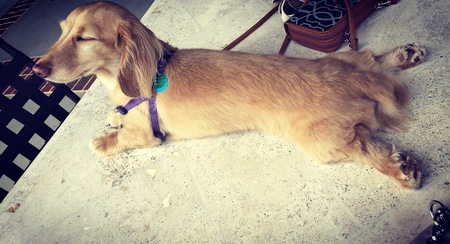 Bailey