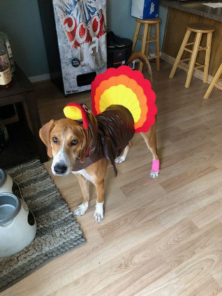 Larry   -   ADOPTABLE!!!  (please contact us if interested)