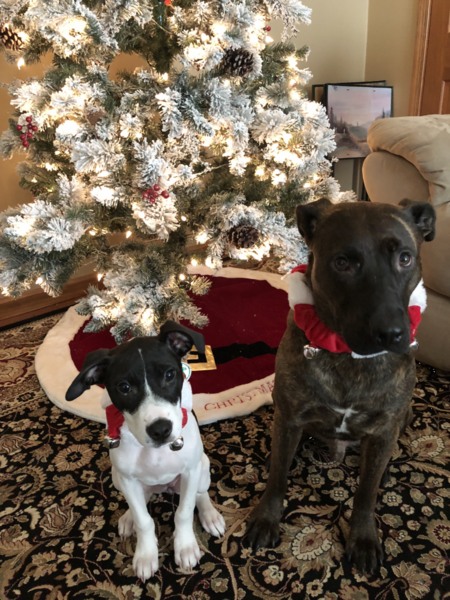 Dash and Luna