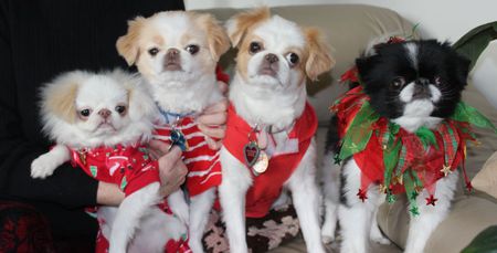 Lilly Rose, Baby Ming, Chin Chin and Keiko