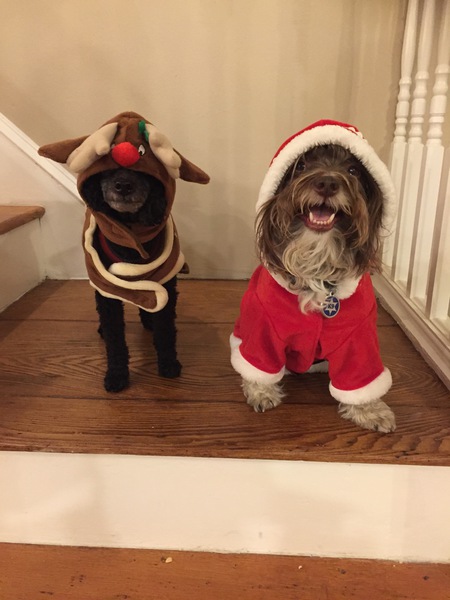 Harvey & Spike