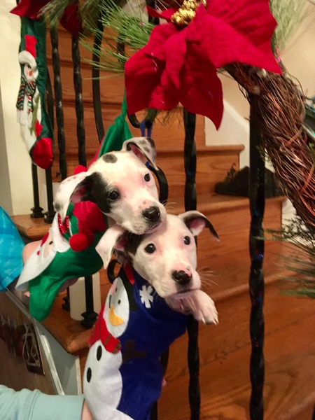 Stocking stuffers - Prancer & Rudolph! 