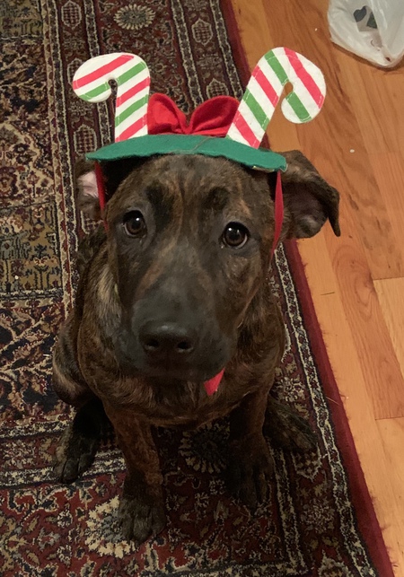 Rogue the Elf
