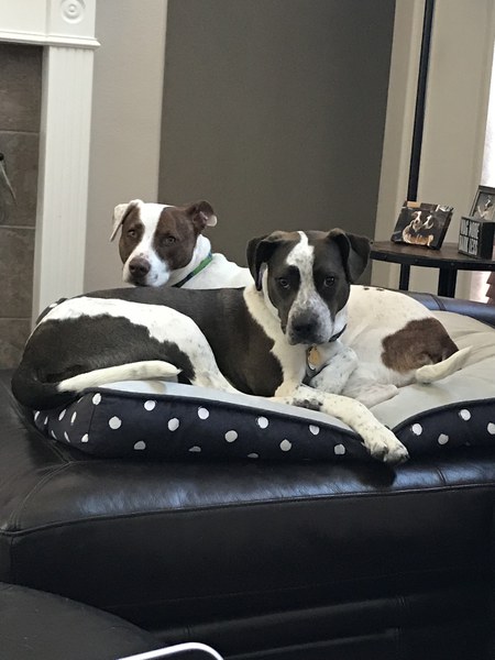 Boston & Harper