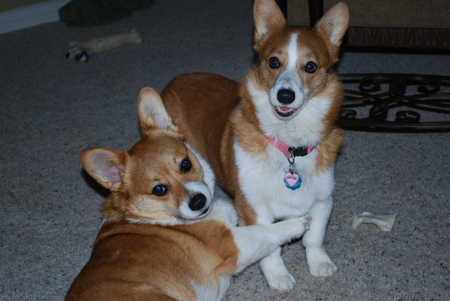 Brutus Maximus (Max) & The Unsinkable Molly Brown (Molly)