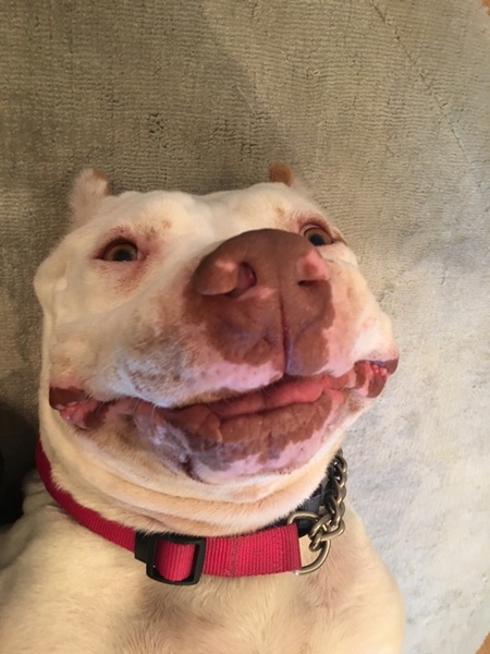 Tonka