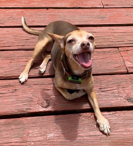 Ella
