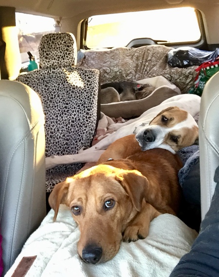 Dash, Brewzer & Lea