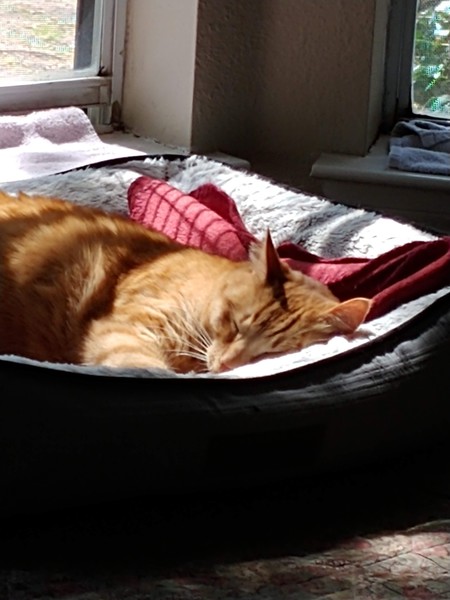 Pumpkin