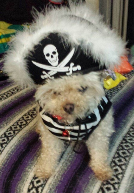 The Dread Pirate Roxie