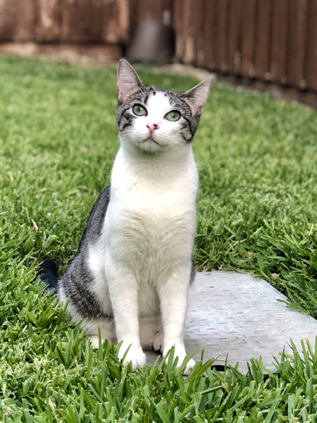 Indie