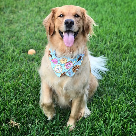 Hazel