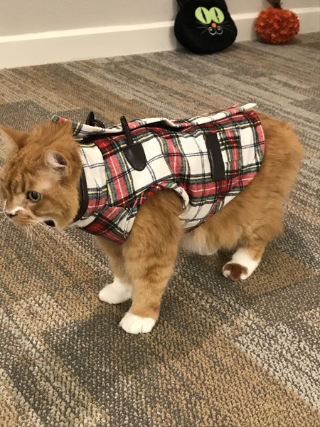 Mr Boots